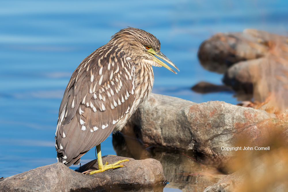 Black-crowned Night Heron;Heron;Nycticorax nycticorax;One;avifauna;bird;birds;color image;color photograph;feather;feathered;feathers;juvenile;natural;nature;outdoor;outdoors;portrait;wild;wilderness;wildlife